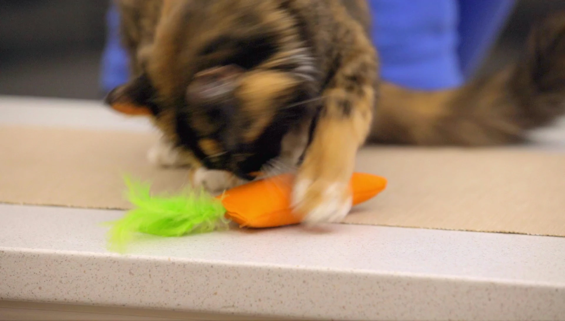 Variety of Cosmic Catnip toy shapes