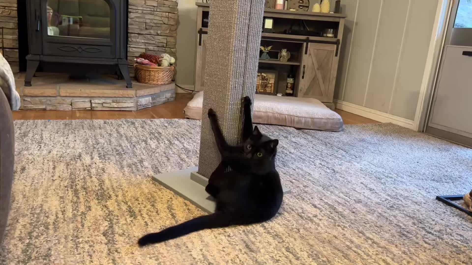 Close-up shot of the scratching post, highlighting its tall and rectangular shape.