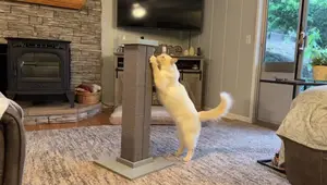 Smart Cat Scratching Post Review: Is It Worth the Hype?