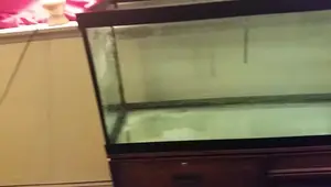 75 Gallon Freshwater Aquarium Setup: A Detailed Review