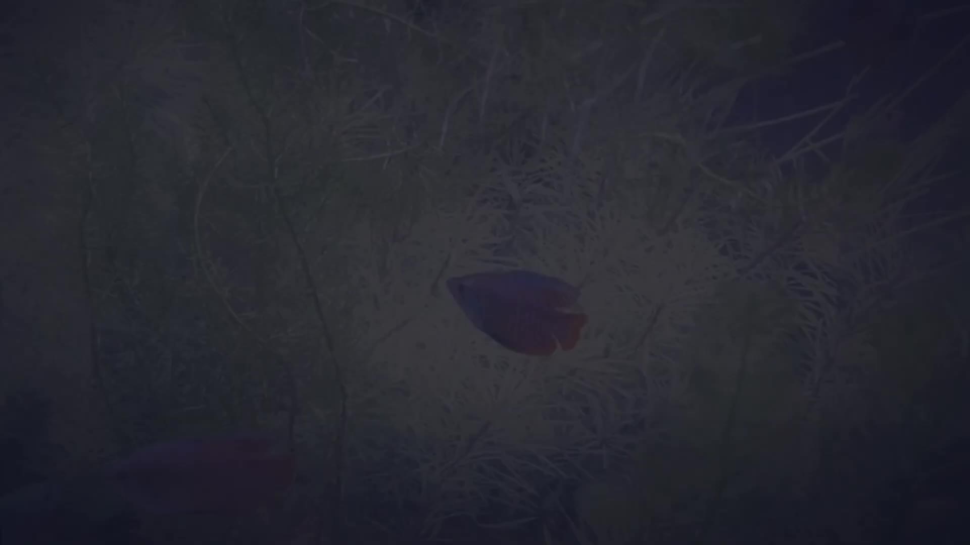 Close-up of a vibrant dwarf gourami showcasing its colorful scales.