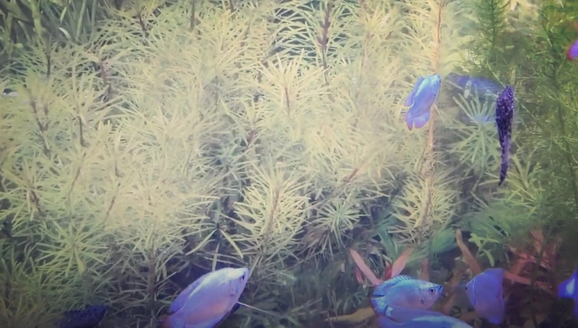 Examples of peaceful tank mates for dwarf gouramis, such as neon tetras.