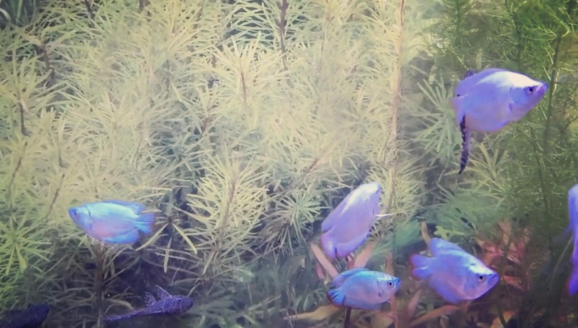 Various types of food suitable for dwarf gouramis.