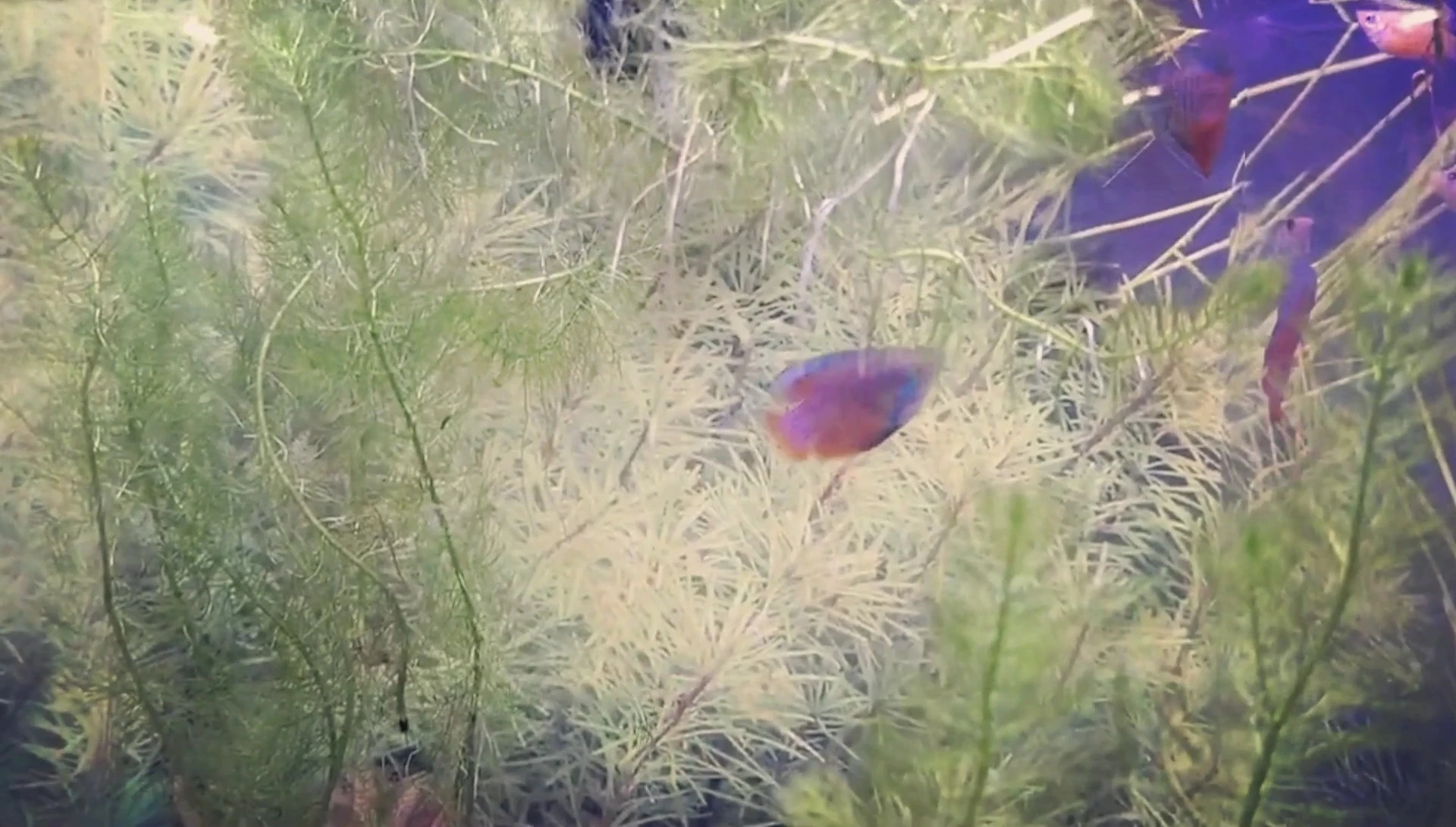 Comparison between a male and female dwarf gourami, highlighting size differences.