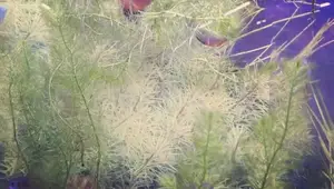 Dwarf Gourami Care Guide: A Comprehensive Guide for Beginners