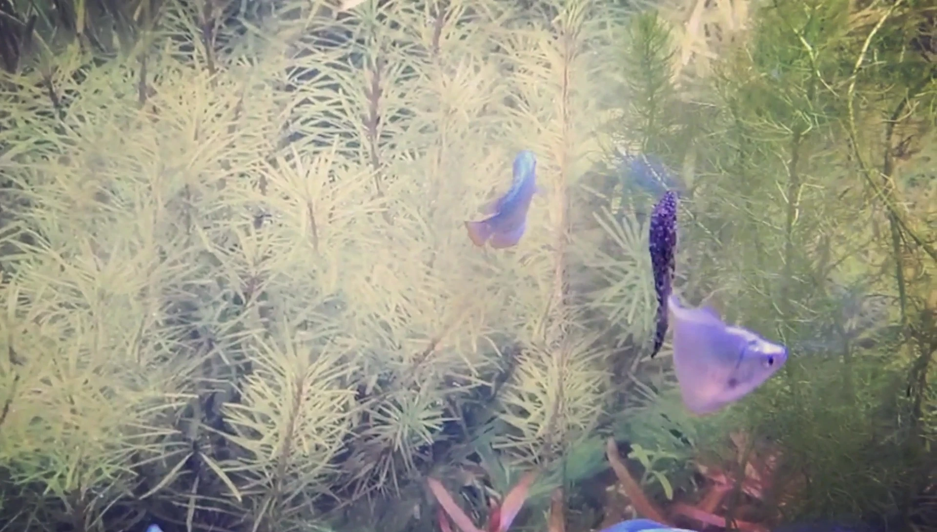 Example of a heavily planted aquarium suitable for dwarf gouramis.