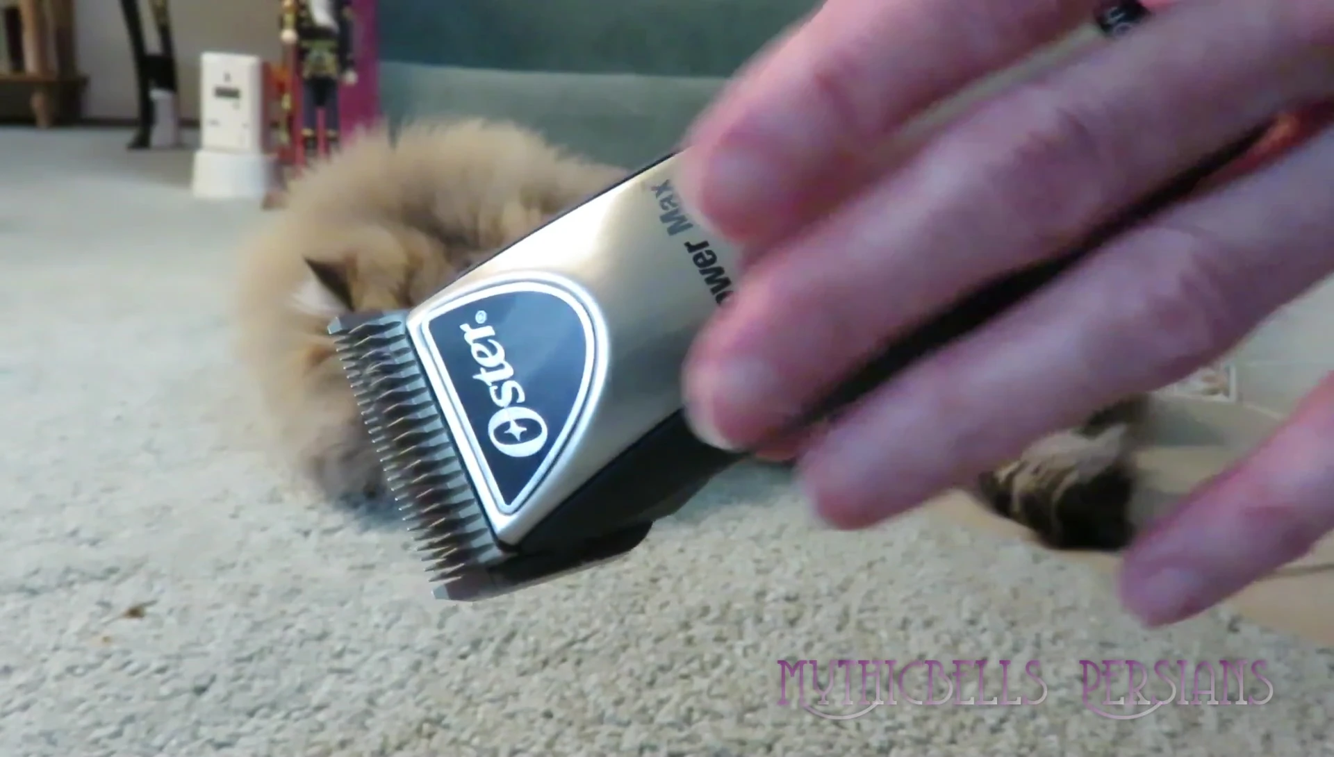 Demonstration of the clipper's cutting performance on pet fur, using a comb for guidance.