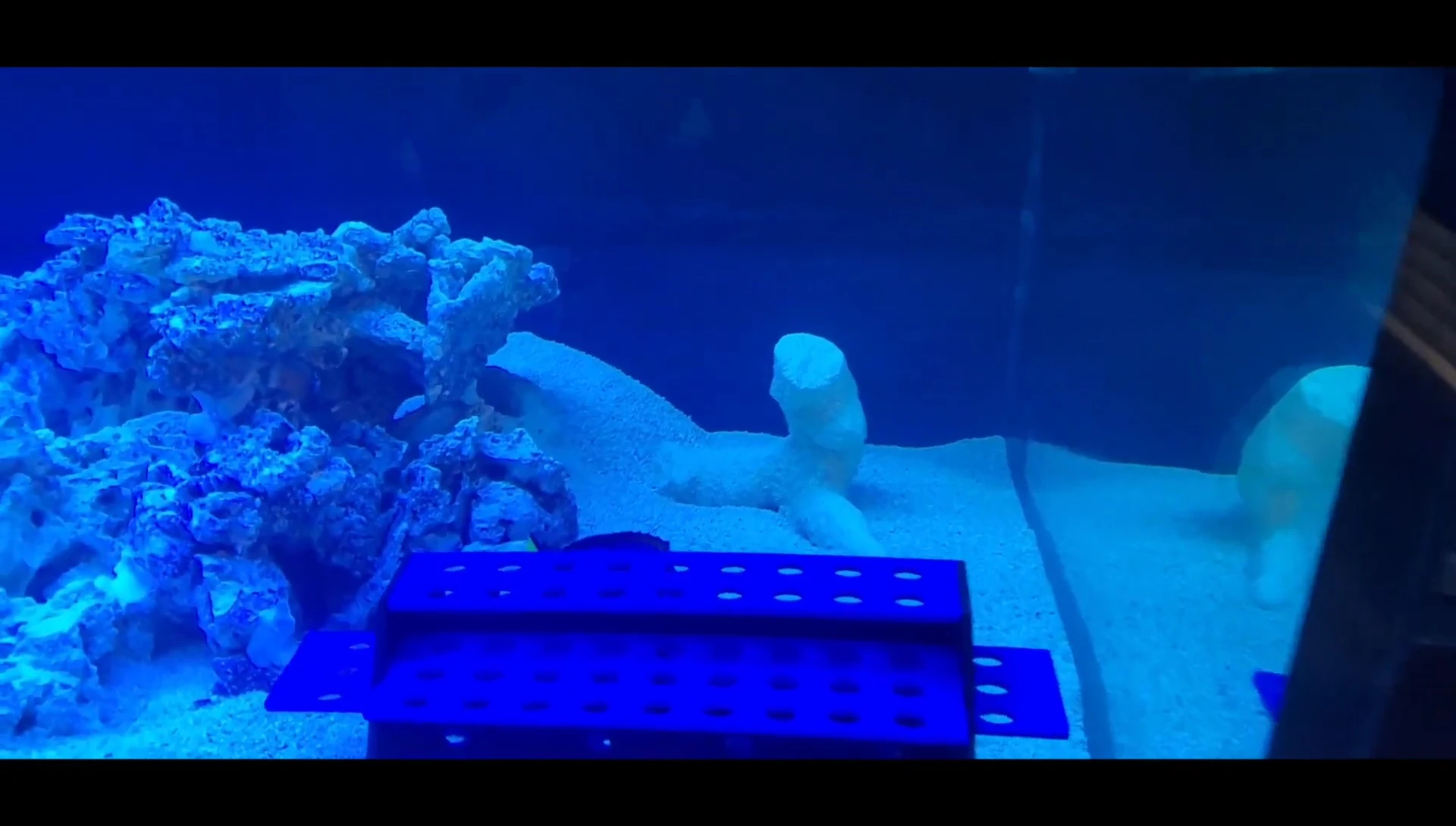 Dory in the tank