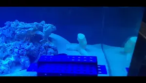 Innovative Marine 200 Gallon Reef Tank Cycling: A Detailed Guide