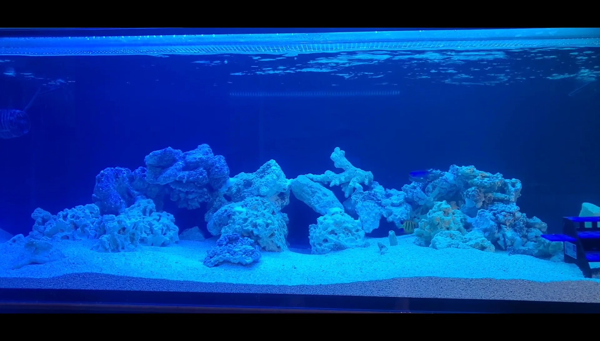 Completed tank with fish