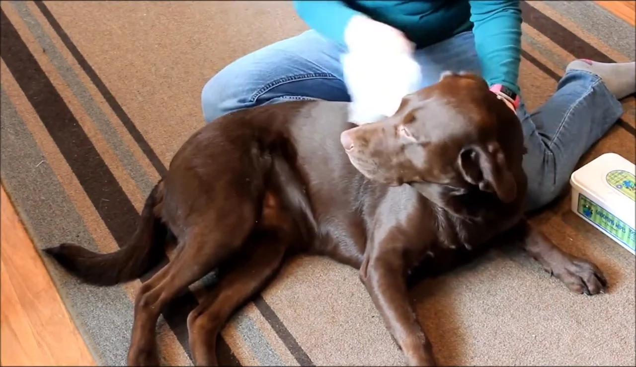 Dog after using the wipes.