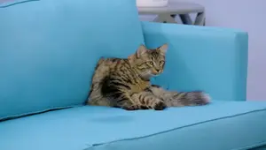 Nature's Miracle Pet Stain & Odor Removers: A Deep Dive Review