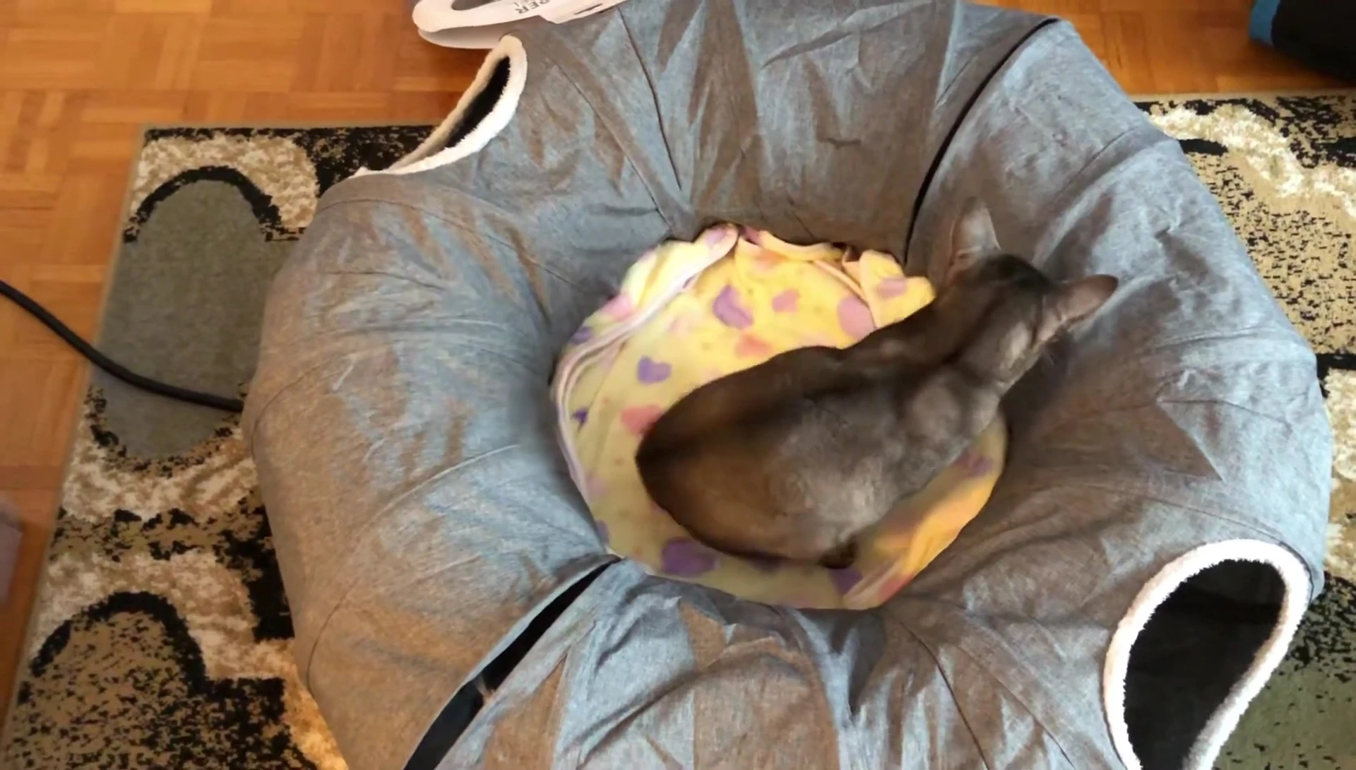 Cat comfortably sleeping inside the tunnel