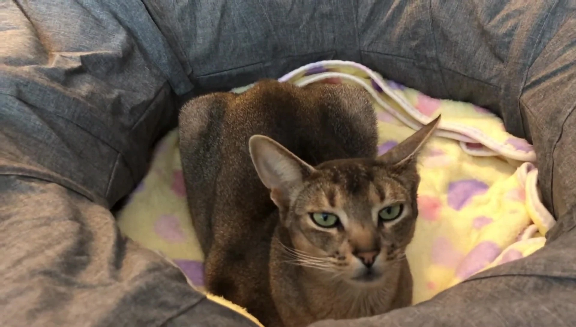 Close-up of the cat inside the tunnel
