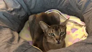 Catit Vesper Tunnel Review: A Cozy Haven for Your Feline Friend?