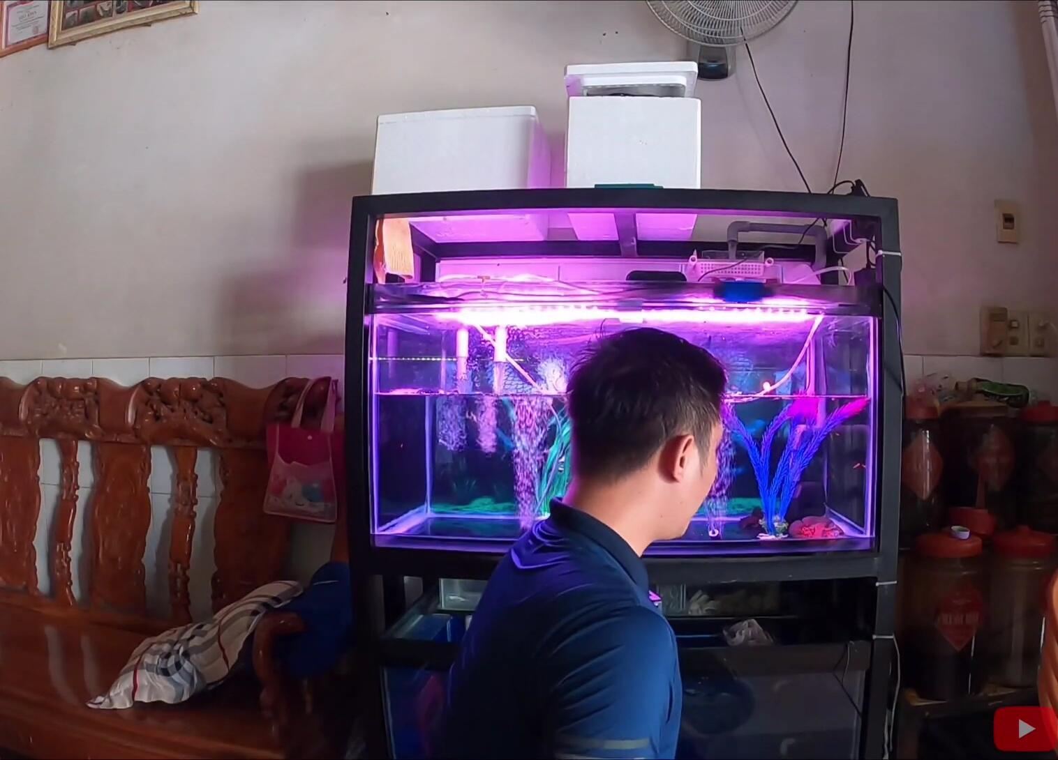 The narrator showing his new fish.