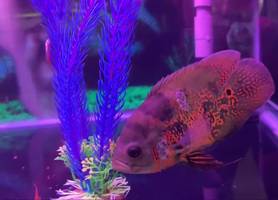 African Elephant Ear Fish: A Short-Body Rescue and Aquarium Setup