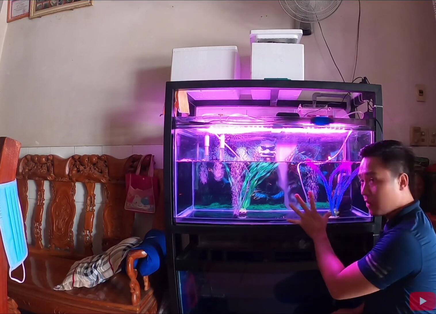 The fish being released into a larger tank.