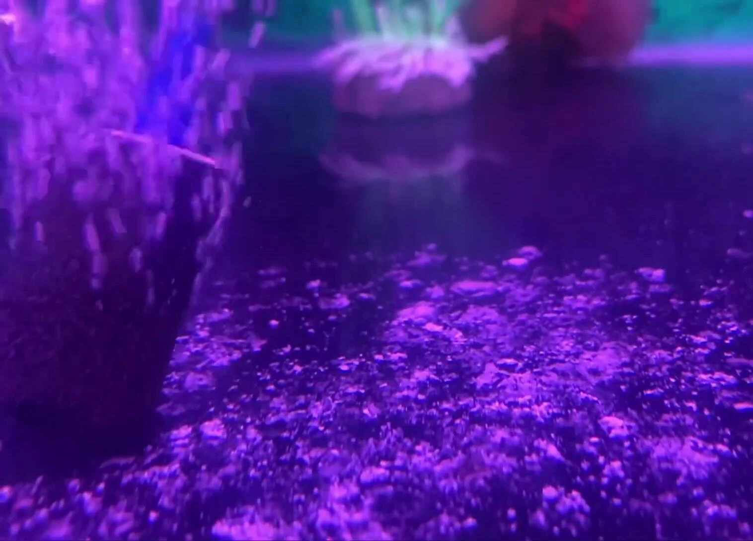 The fish in its new pond.