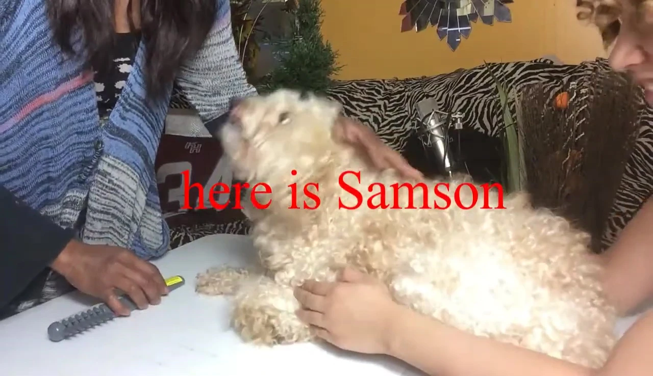 The poodle, relatively calm during the grooming process