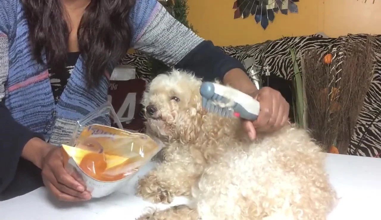 The poodle relaxing during the grooming session, showcasing the comb's effectiveness