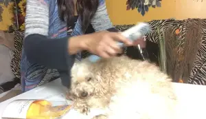 Knot Out Electric Pet Grooming Comb Review: A Poodle's Perspective
