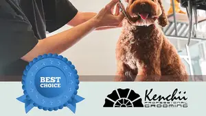 Top 5 Best Dog Grooming Scissors 2024: Ultimate Review & Buying Guide