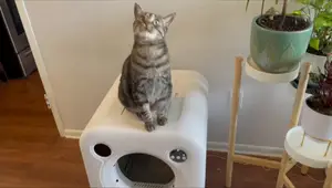 Remac Ahome MagiBox T1 Review: Smart Self-Cleaning Cat Litter Box