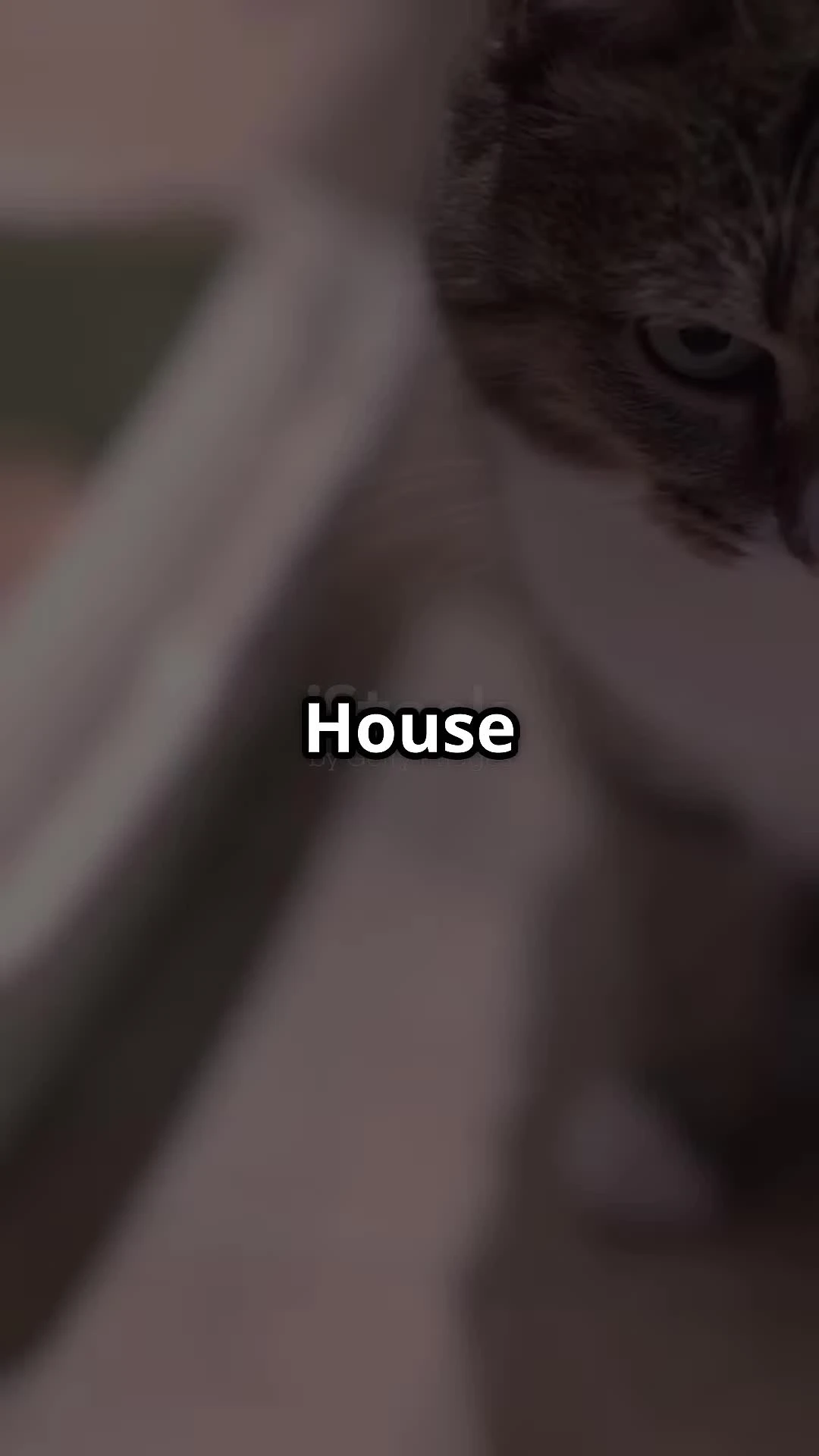 Image showing a cat being examined by a veterinarian.