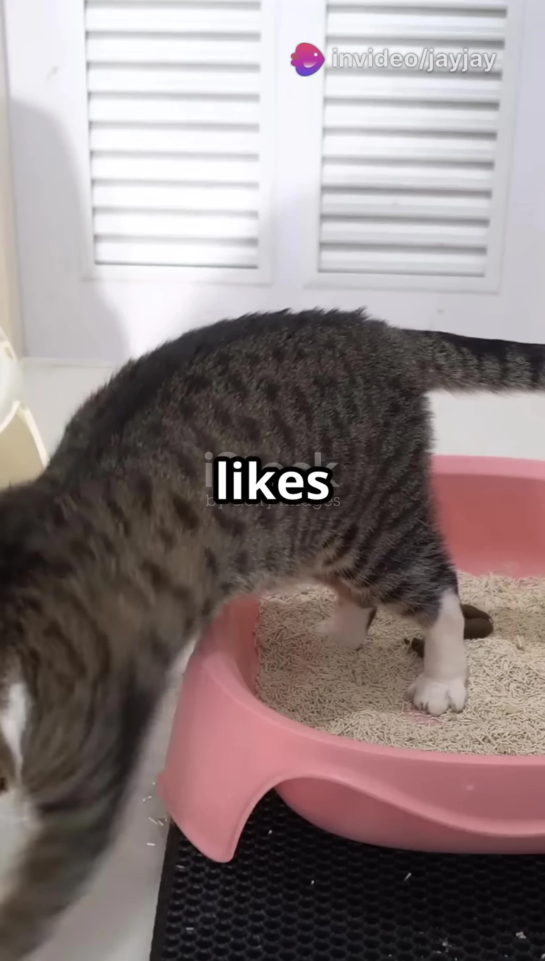 Image showing a litter box in a quiet, private location.