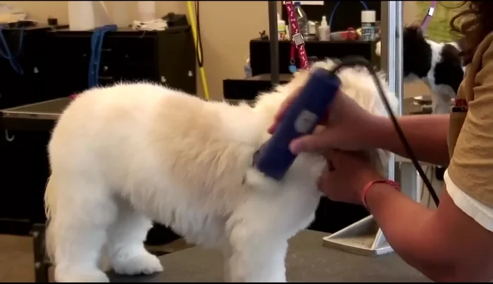 Clip the front legs.