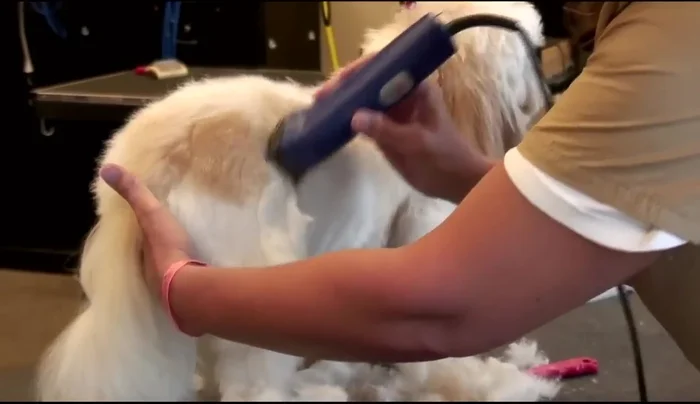 Clip the front legs.