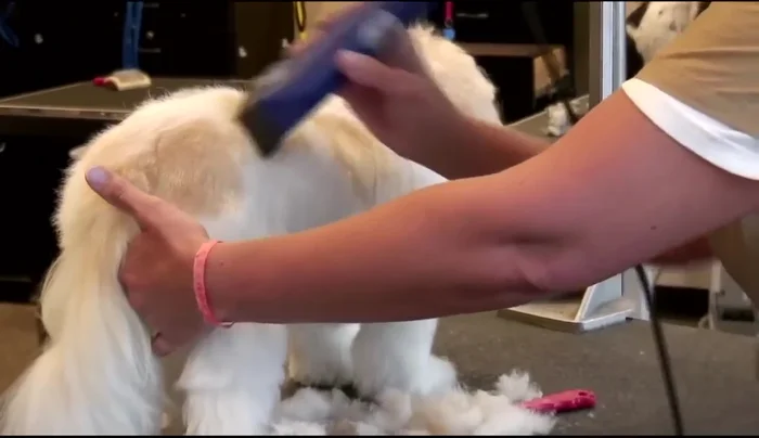 Clip the front legs.