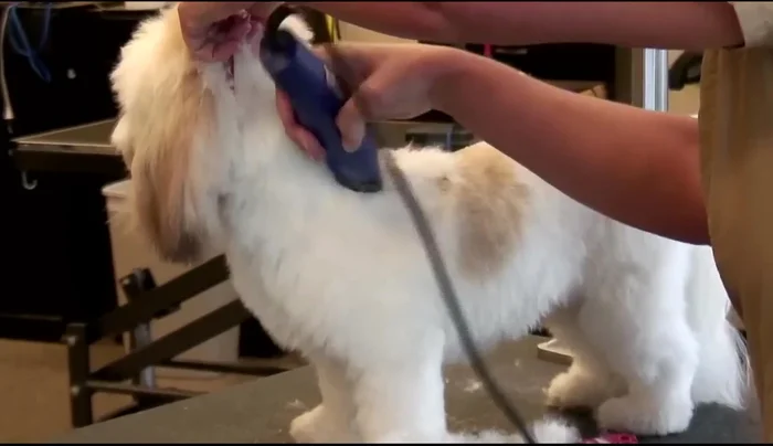 Clip the front legs.