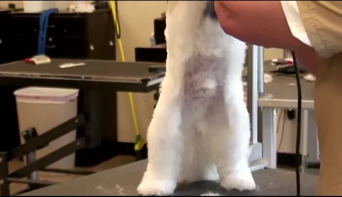 Clip the belly, going against the grain if needed for a tighter cut.