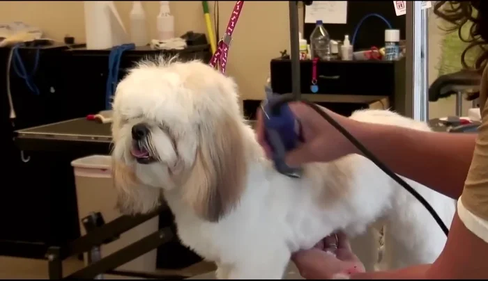 Continue shaving until complete (approximately 15 minutes).