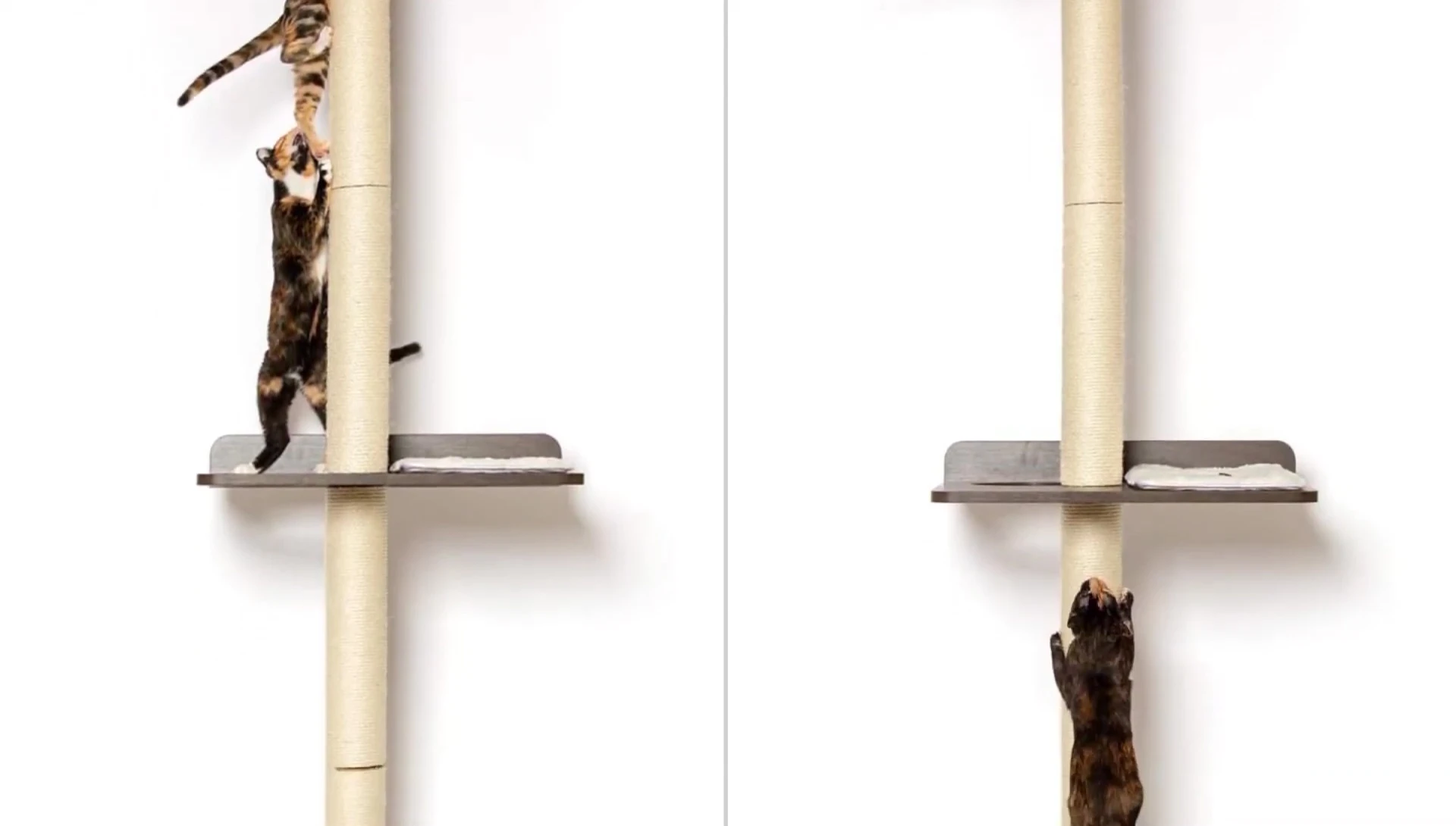 Cat lounging on the Pet Fusion scratching post.