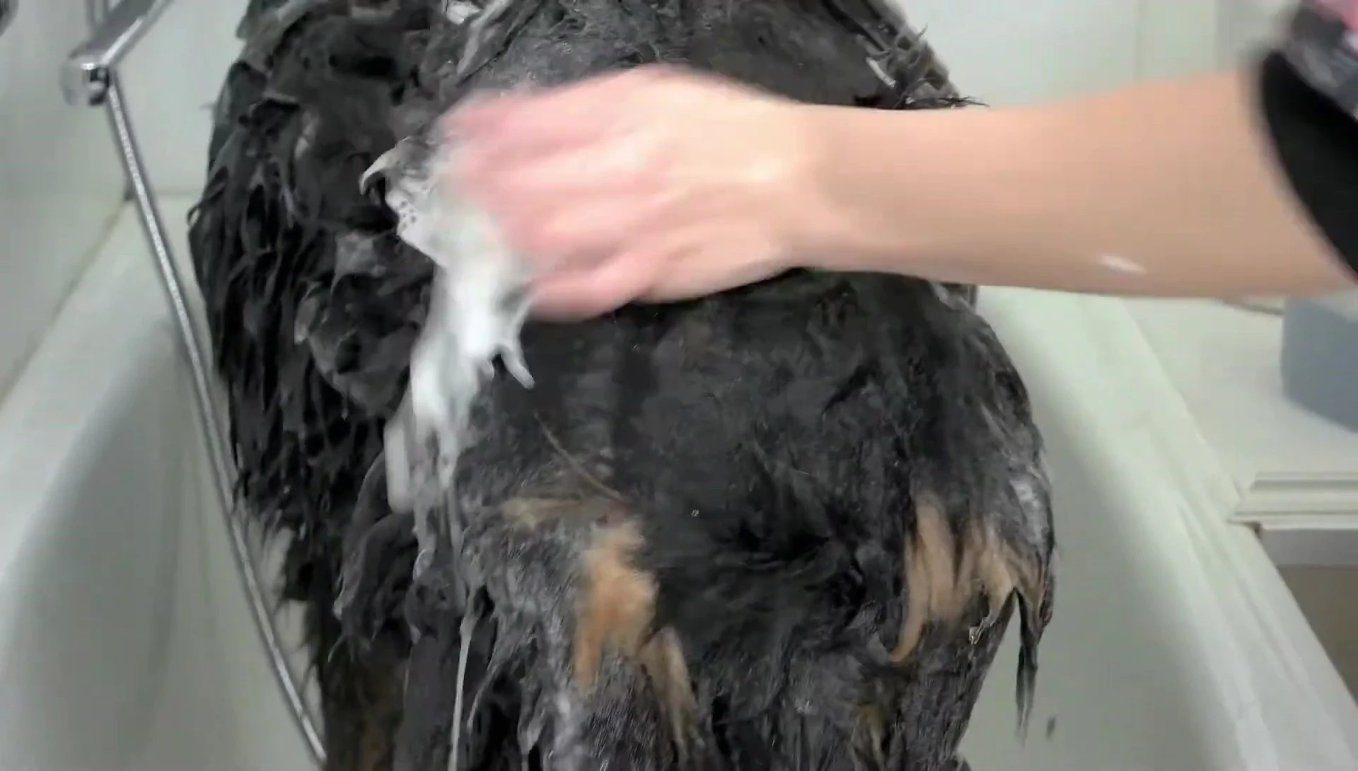 Close-up of the shampoo's essential oil ingredients