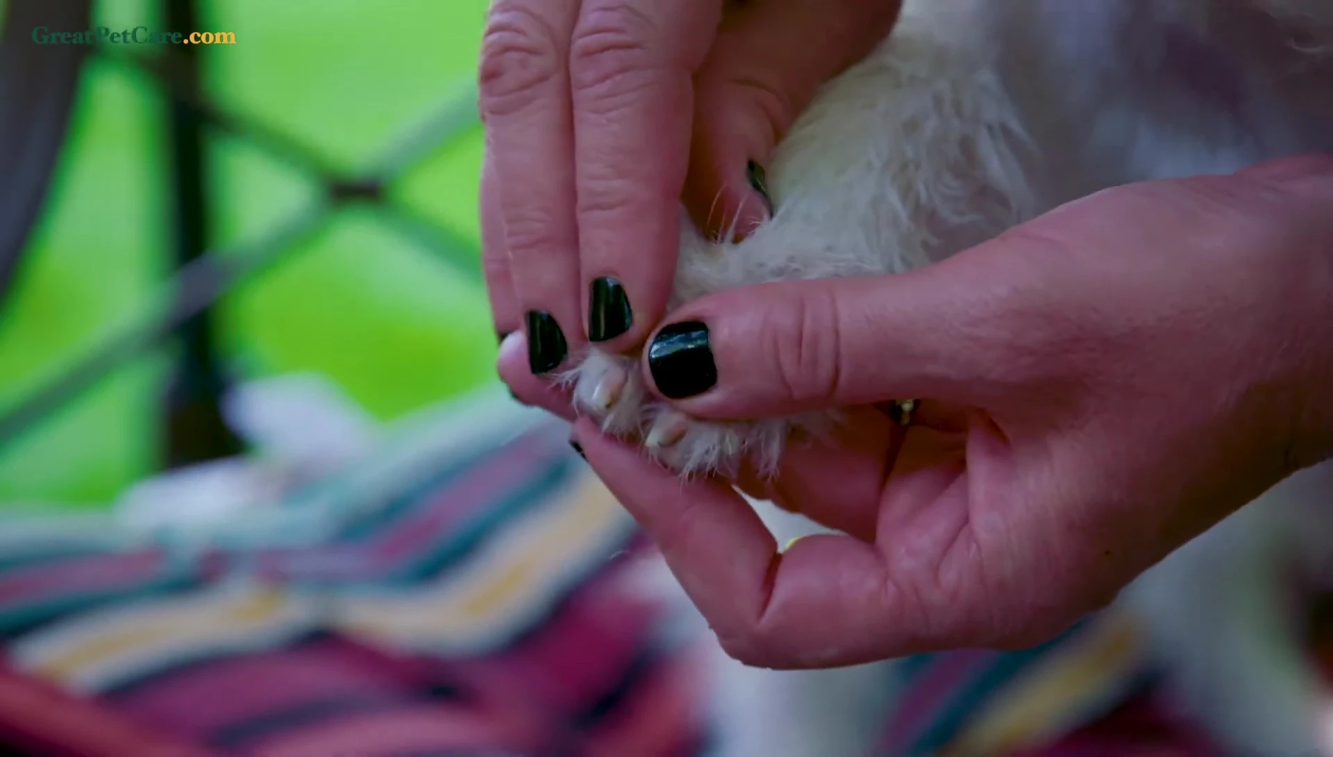 Identifying the quick on the dog's nail