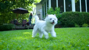 Dog Nail Trimming: A Guide to Tools, Techniques, and Training Your Pup