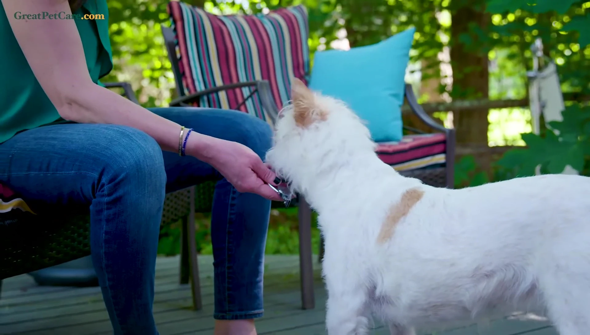 Giving dog treat while holding clippers