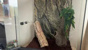 Crested Gecko Vivarium Upgrade: 12x12x18 to 18x18x24