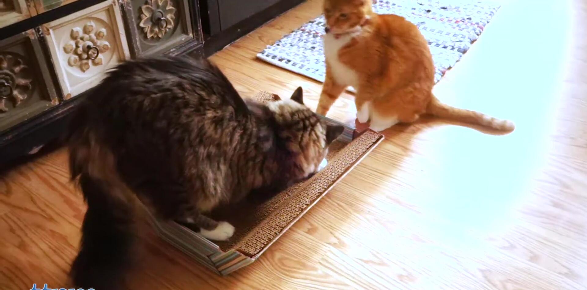 Visual representation of catnip stimulating playful energy and subsequent relaxation.