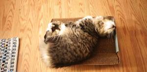 SmartyKat Super Scratcher Chaise Review: The Ultimate Cat Relaxation Station?