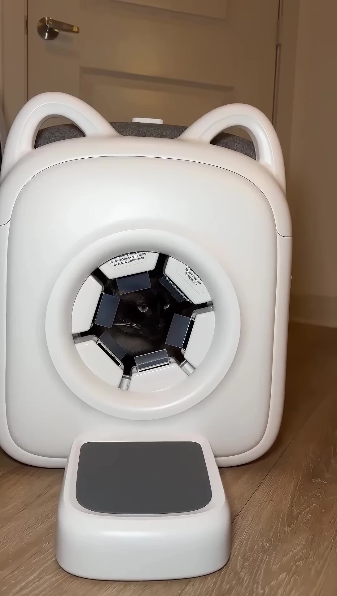 The cat being groomed inside the AutoComb.