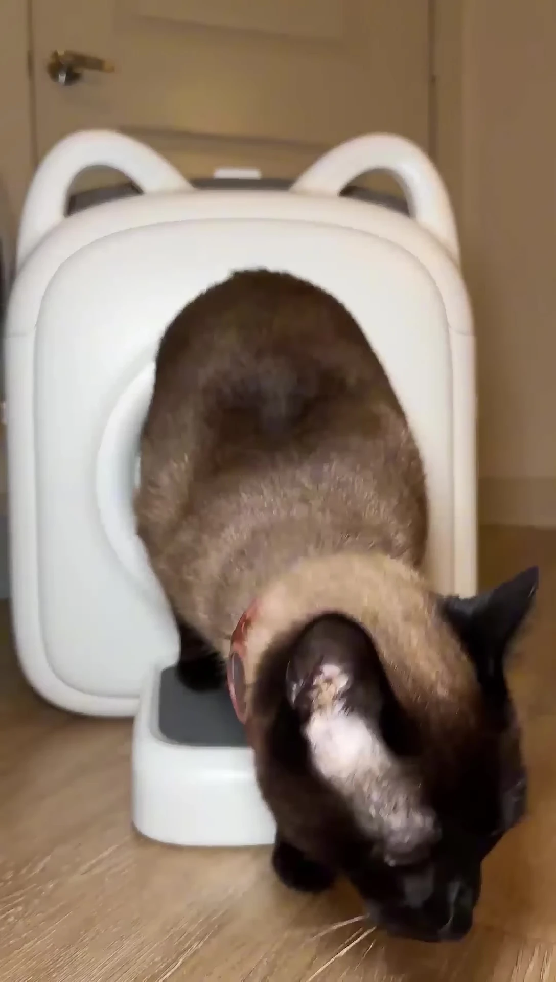 Another cat exiting the AutoComb after being groomed.