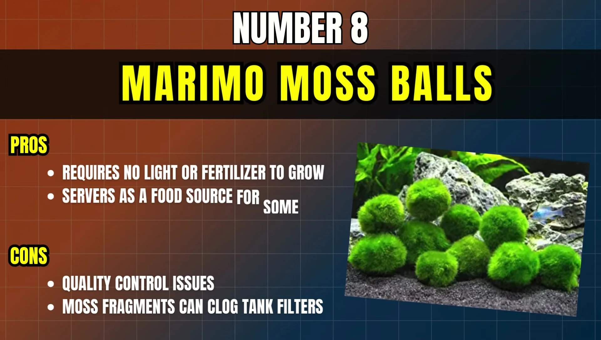 Marimo Moss Balls in an aquarium