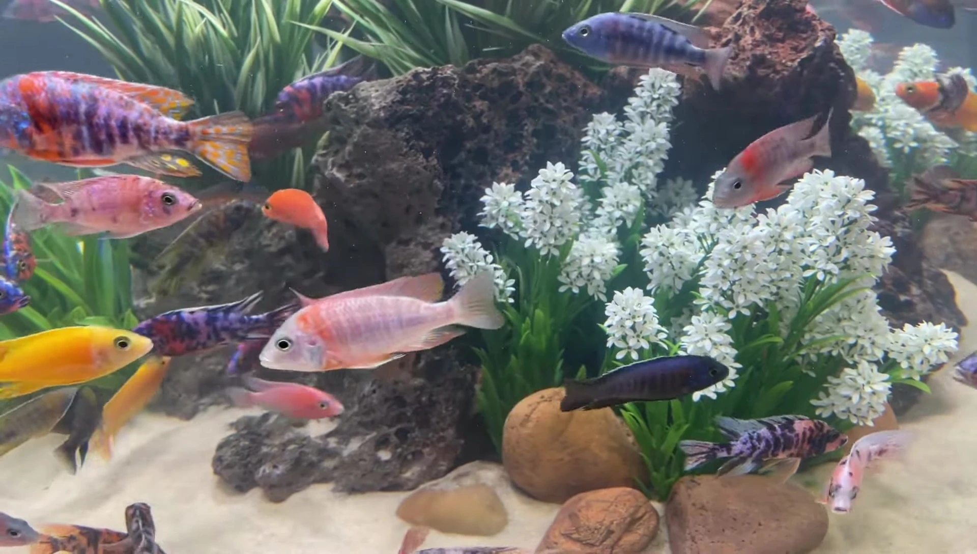 Example of an aquascape using Current USA Manzanita wood