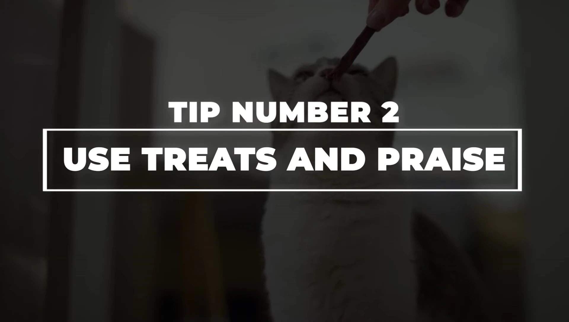 Giving a cat a treat after nail trimming
