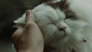 Stress-Free Cat Nail Trimming: 8 Simple Tips for Success